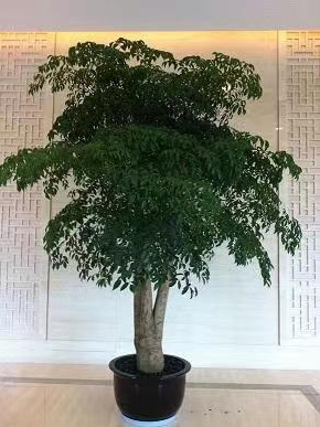 绿植租摆